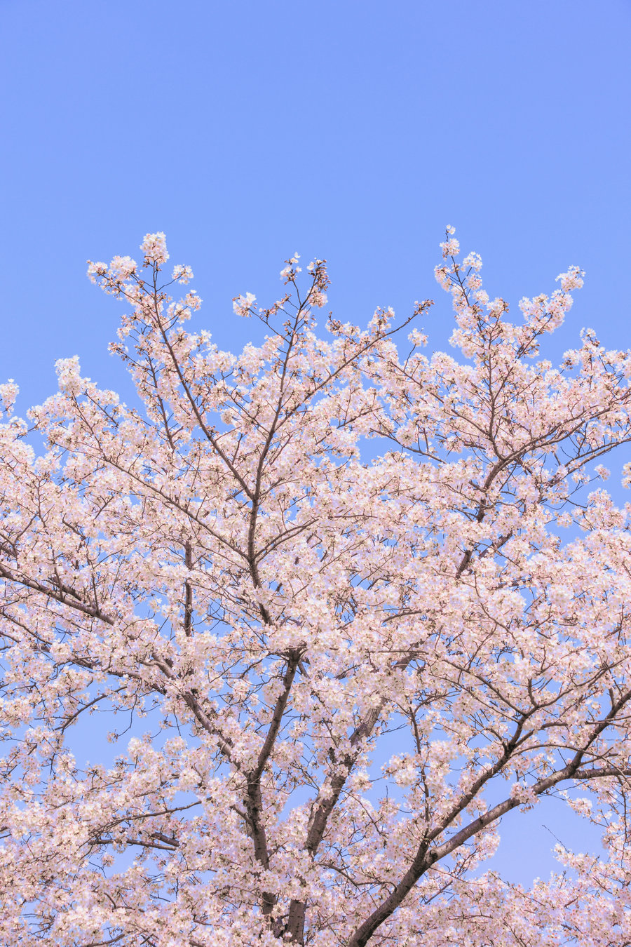 [YITUYU]艺图语 2025.05.13 辰山植物园樱花 [27P-358MB]