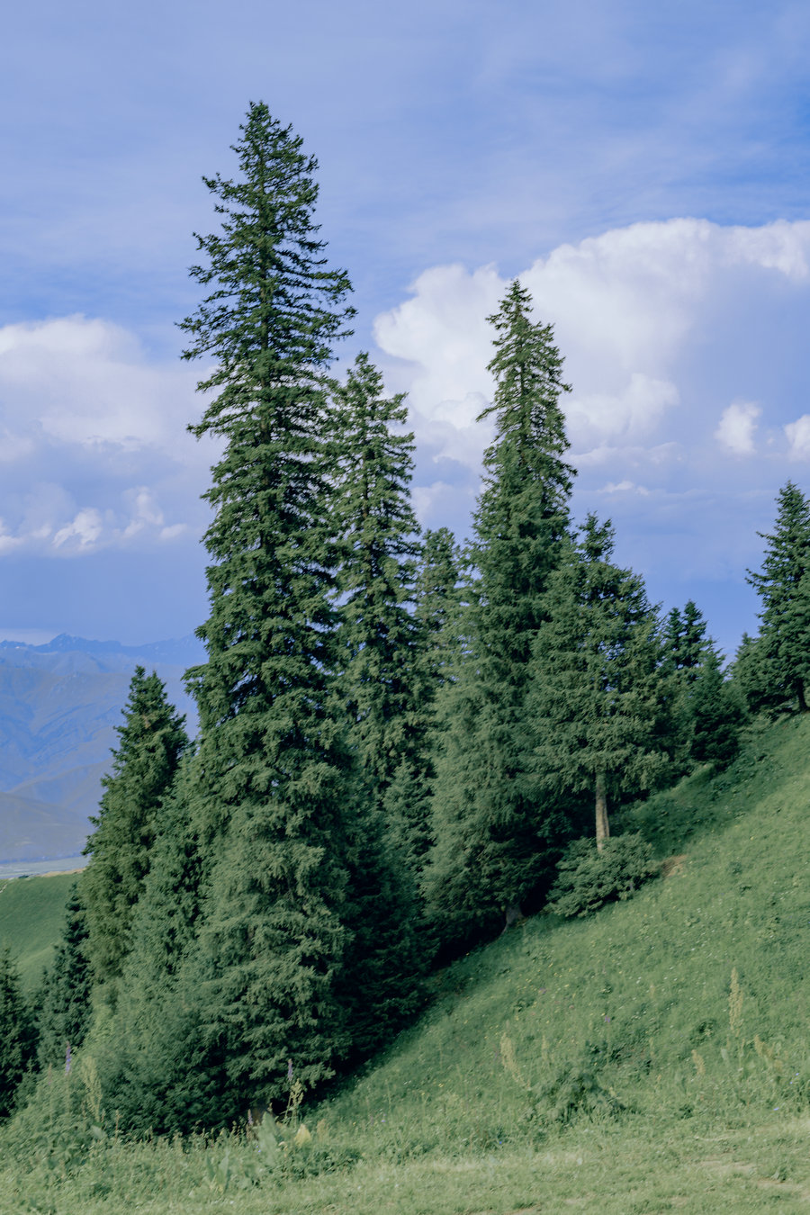 [YITUYU]艺图语 2025.05.18 那拉提草原 [19P-285MB]