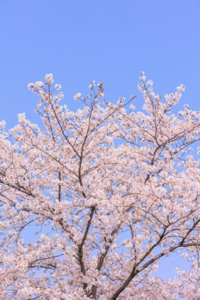 [YITUYU]艺图语 2025.05.13 辰山植物园樱花 [27P-358MB]